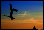 Volare Volare