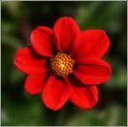 Dalia Dalia