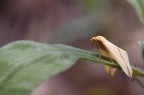 Rhodometra sacraria Rhodometra sacraria
