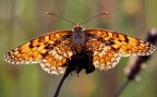 Madame butterfly Madame butterfly