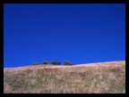 Blu Blu