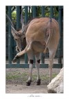 ..: allo zoo :.. ..: allo zoo :..