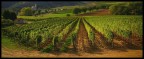 vigneto vigneto