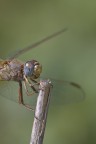 Occhio di Fata Occhio di Fata