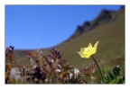 Yellow Yellow