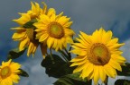 Sunflowers #1 Sunflowers #1
