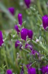 Fiori di montagna Fiori di montagna