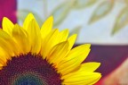 girasole2 girasole2