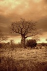 Baobab Baobab