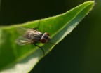 piccola mosca piccola mosca