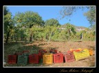 Vendemmia Vendemmia