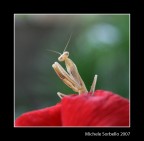 commenti e suggerimenti sempre molto graditi!