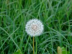 La prima Macro La prima Macro