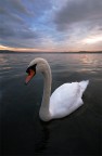 il mio amico cigno il mio amico cigno