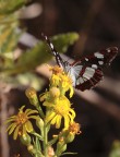 farfallina farfallina