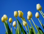 Tulipani Tulipani