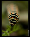 Bruco di Macaone
Oly E1+Sigma 150 macro
1/320@F2.8, luce naturale, mano libera