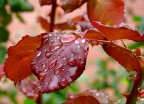 Prima pioggia d'autunno Prima pioggia d'autunno