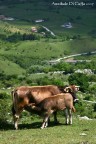 Mucche al pascolo ai margini del Parco Nazionale d'Abruzzo.
Naturalmente, commenti e critiche sono sempre bene accetti.