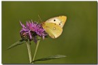 Colias