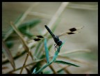 libellula d'acqua libellula d'acqua