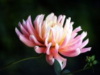 Fiore