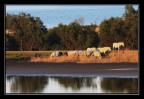 La mia piccola Camargue La mia piccola Camargue