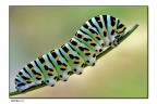 Papilio Macaone visto dal lato sbagliato della forza Papilio Macaone visto dal lato sbagliato della forza