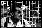 The lion in the cage... The lion in the cage...