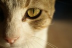 Peppe's eye Peppe's eye