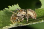 Il predatore e la sua preda Il predatore e la sua preda