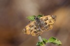 Erynnis tages... Erynnis tages...