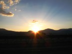 alba alba