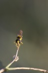 Tra le Nuvole Tra le Nuvole