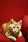 RossoGatto RossoGatto