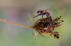 Mosca rampante Mosca rampante