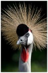 Gru coronata Gru coronata