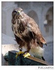 rapace rapace