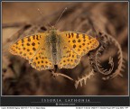 Issoria lathonia