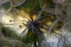 soffione #2 soffione #2