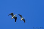 Larus ridibundus - Black-headed Gull - Gabbiano comune Larus ridibundus - Black-headed Gull - Gabbiano comune