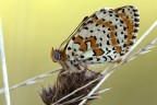 Melitaea didyma