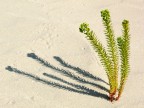 Vegetazione venusiana Vegetazione venusiana