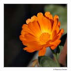 Continuo con i fiori finch� posso, tra poco arriva l'inverso e mi d� ai paesaggi ed allo still-life (quando non esco di casa! :D )

[b]Commenti e critiche, pronti? VIA![/b]