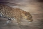 Leopardo Leopardo