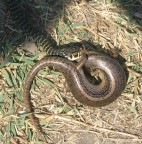 In realt� l'ho fatta all'improvviso e con una compatta senza settaggi, ma se mentre camminate vi piomba davanti un serpente ke ha in bocca la testa di una grossa lucertola voi ke fate? io ci ho fatto una foto, ora a voi!