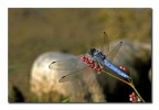 Orthetrum cancellatum