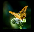 ONLY NIKON....... PLEASE :-)