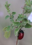 bicolor bicolor