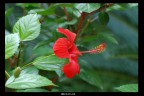 IBISCUS IBISCUS